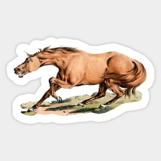 Desperate wild horse Sticker